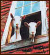 Goats for Livestock roundup