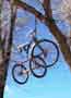 Bike in  Tree